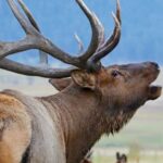 Full-Day RMNP Over the Top Tour - RMNPhotographer - Why We Think This Tour Works Well