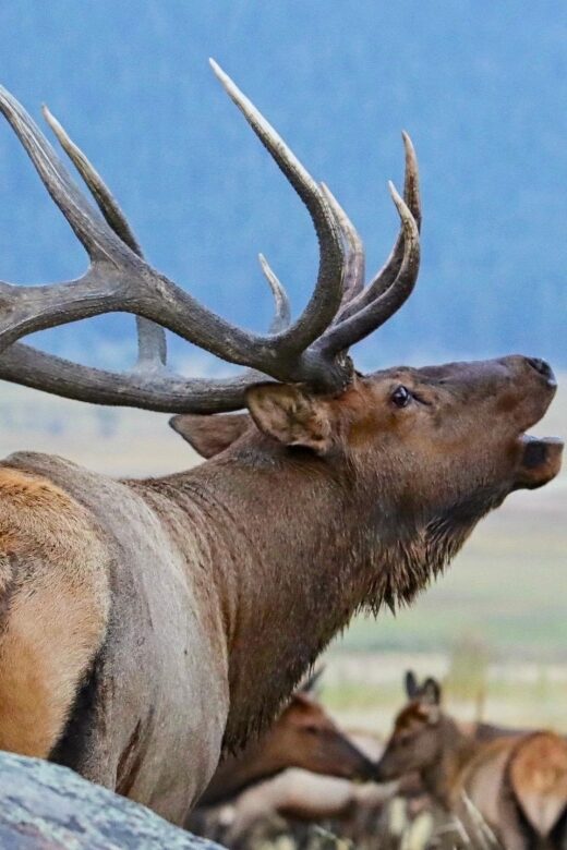Full-Day RMNP Over the Top Tour - RMNPhotographer - Why We Think This Tour Works Well