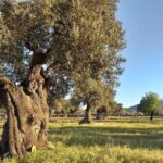 Full-day Salento Wine and Food Tour - Authentic Experiences and Honest Insights