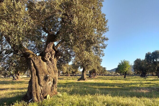Full-day Salento Wine and Food Tour - Authentic Experiences and Honest Insights