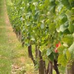 Full Day Small Group Pompeii Tour from Sorrento with Local Wine Tasting - Who Will Love This Tour?