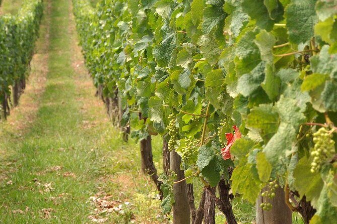 Full Day Small Group Pompeii Tour from Sorrento with Local Wine Tasting - Who Will Love This Tour?