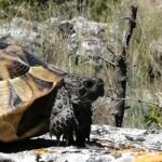 Full-Day Small-Group Tour of Bulgaria by Minivan with Lunch - A Closer Look at the Itinerary and Experience