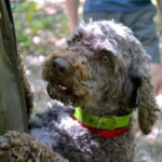 Full-Day Small-Group Truffle Hunting in Tuscany with Lunch - The Lunch Experience