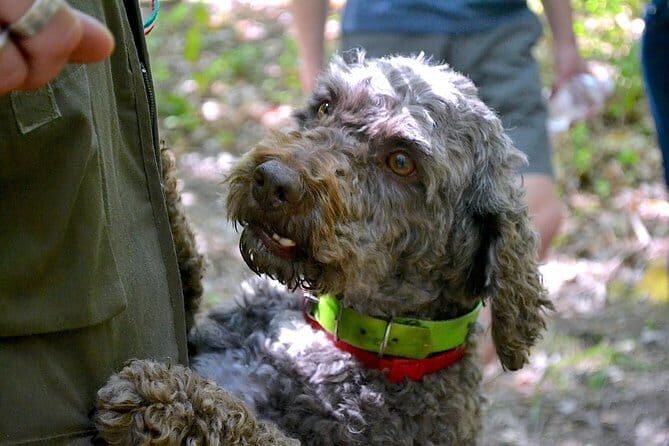 Full-Day Small-Group Truffle Hunting in Tuscany with Lunch - The Lunch Experience