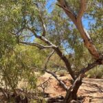 Full day The Painted Desert Tour in Outback South Australia - The Drive Along Kempe Road: From Moon Plains to Arckaringa Hills