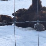 Full-day Tour in Turnagain - A Deep Dive into the Turnagain Experience