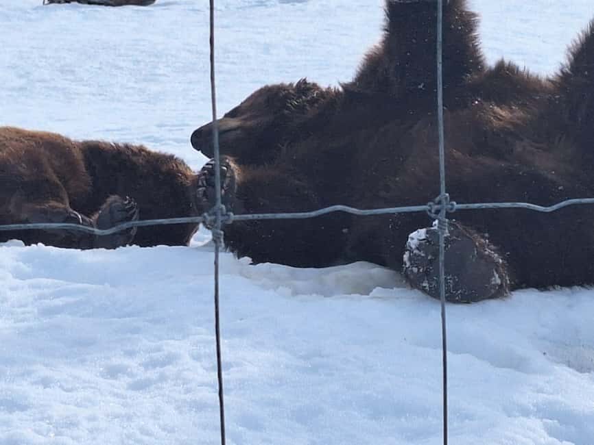 Full-day Tour in Turnagain - A Deep Dive into the Turnagain Experience