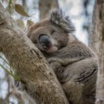 Full Day Tour of Great Ocean Road and 12 Apostles from Melbourne - Who Will Love This Tour?