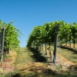Full day tour:Knossos,Koronekes Olive mill,Lyrarakis winery - Exploring Cretes Hidden Corners: An In-Depth Review
