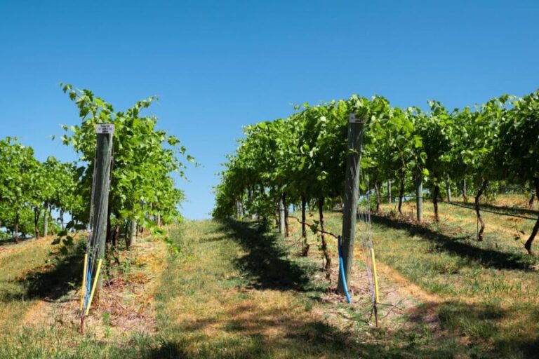 Full day tour:Knossos,Koronekes Olive mill,Lyrarakis winery - Exploring Cretes Hidden Corners: An In-Depth Review