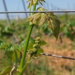 Full-Day Wine Tour from Istanbul - Final Thoughts