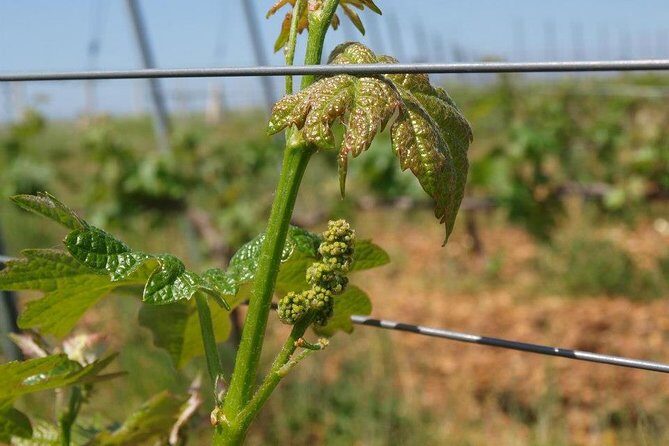 Full-Day Wine Tour from Istanbul - Final Thoughts