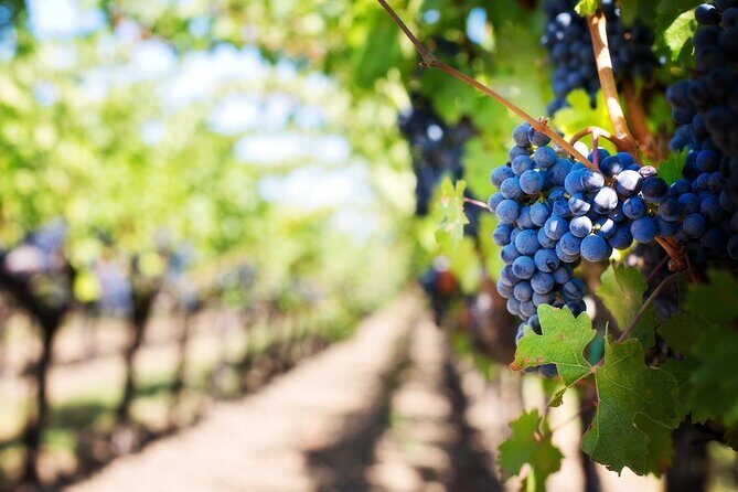 Full Day Wine Tour in Sussex and Kent - Key Points