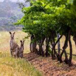 Fully Private and Customisable Hunter Valley Wine Tour - Authentic, Knowledgeable Guides
