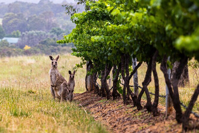 Fully Private and Customisable Hunter Valley Wine Tour - Authentic, Knowledgeable Guides