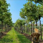 Fumane: Valpolicella wine tasting tour in a medieval court - A deeper look at what makes this tour special