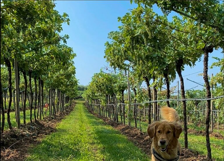 Fumane: Valpolicella wine tasting tour in a medieval court - A deeper look at what makes this tour special