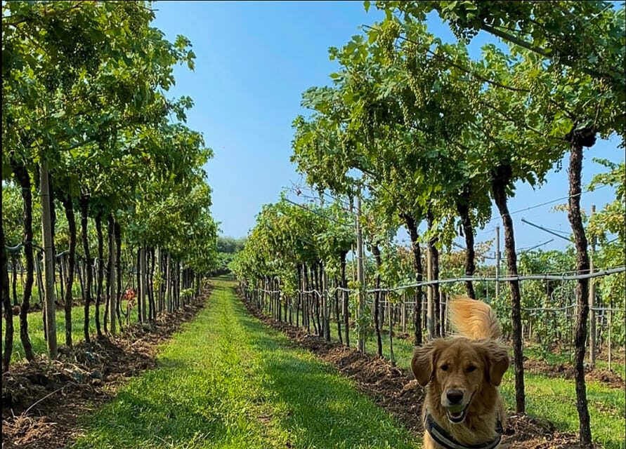 Fumane: Valpolicella wine tasting tour in a medieval court - A deeper look at what makes this tour special