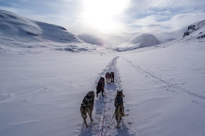 Fun & Easy Dog Sledding Adventure - Early Bird Tour - Authenticity, Safety, and Overall Value