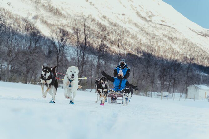 Fun & Easy Dog Sledding Adventure - Noon Tour - Price and Value: Is It Worth It?
