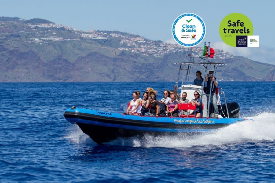 Funchal: Dolphin and Whale Watching Cruise - An In-Depth Look at the Funchal Marine Wildlife Cruise