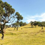 Funchal: Enchanted Terraces, Porto do Moniz & Fanal 4WD Tour - An In-Depth Look at the Tour Experience