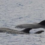 Funchal: Guarantee Wild Dolphin&Whale Watching by RIB - Who Will Love This Tour?