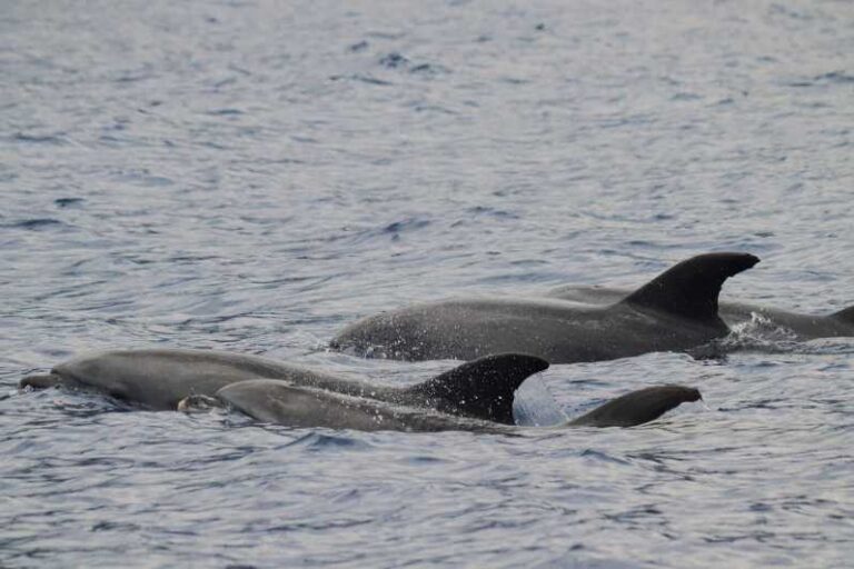 Funchal: Guarantee Wild Dolphin&Whale Watching by RIB - Who Will Love This Tour?