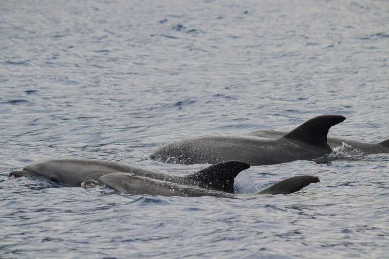 Funchal: Guarantee Wild Dolphin&Whale Watching by RIB - Who Will Love This Tour?