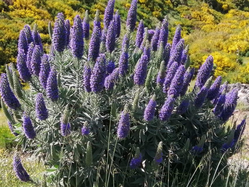 Funchal: Nuns Valley Easy Walk with Mountain Surroundings - An In-Depth Look at the Experience