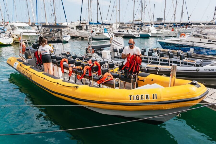 Funchal: Whale and Dolphin Watching Speed Boat Tour - Who Should Consider This Tour?