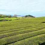Furnas Vale, Gorreana Tea Factory Private Van Tour - FAQ