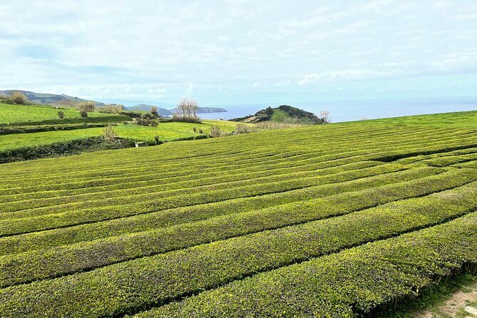 Furnas Vale, Gorreana Tea Factory Private Van Tour - FAQ