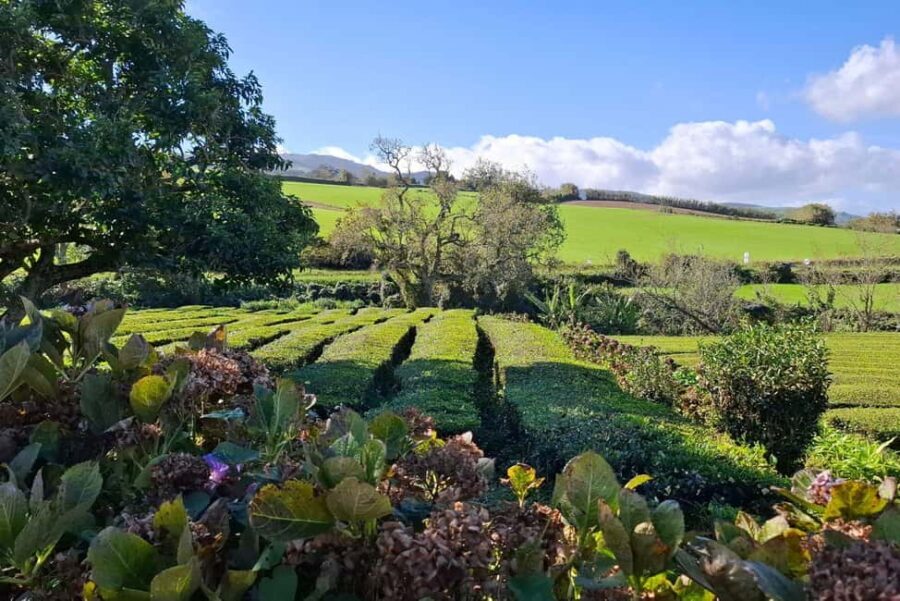 Furnas Volcano Wonders, Tea Plantation & Waterfall Tour - Ribeira dos Caldeirões Natural Park: Waterfalls and Heritage