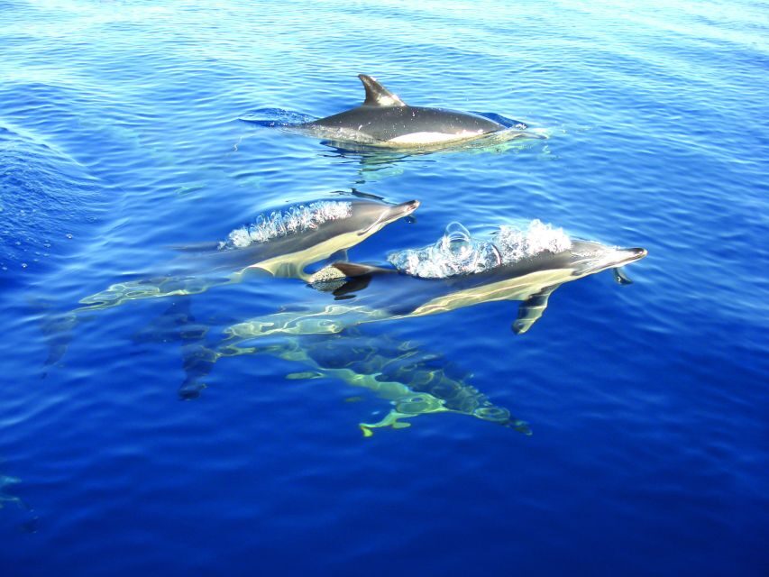 Fuzeta: Dolphin Observation Tour - Summary: Who Should Book This Tour?