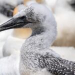 Gannet Safaris Overland tour to Cape Kidnappers Gannet Colony - Final Thoughts