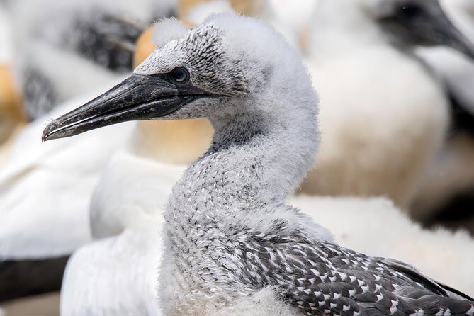 Gannet Safaris Overland tour to Cape Kidnappers Gannet Colony - Final Thoughts