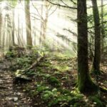 Gatlinburg: Smoky Mountain Appalachian Bald Guided Hike - Who Will Love This Experience?