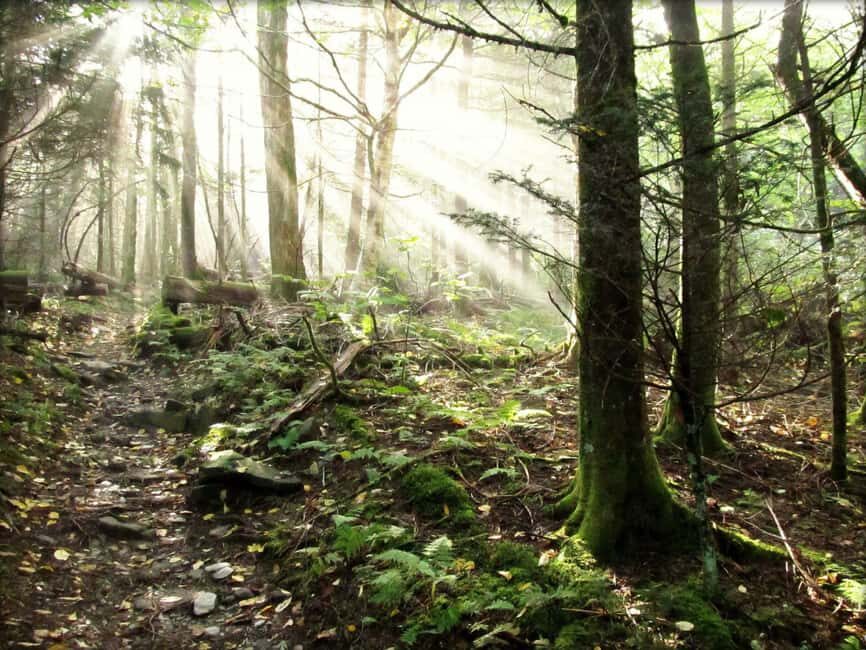 Gatlinburg: Smoky Mountain Appalachian Bald Guided Hike - Who Will Love This Experience?