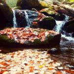 Gatlinburg: Smoky Mountains Fall Foliage Guided Tour - The Value of the Experience
