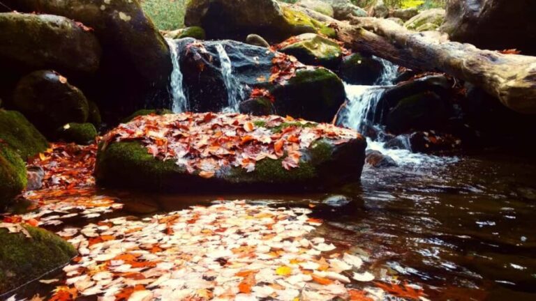 Gatlinburg: Smoky Mountains Fall Foliage Guided Tour - The Value of the Experience