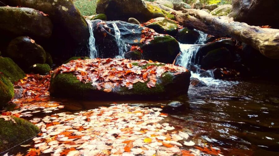 Gatlinburg: Smoky Mountains Fall Foliage Guided Tour - The Value of the Experience