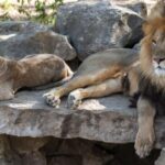 Gdansk: Oliwa Zoo with Tickets and Roundtrip Transportation - Authentic Experiences and Traveler Perspectives