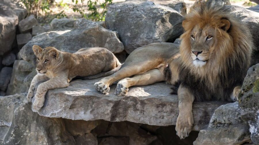 Gdansk: Oliwa Zoo with Tickets and Roundtrip Transportation - Authentic Experiences and Traveler Perspectives