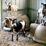Gem Mining and Goat Farm Walking Tour in Hendersonville - Who Will Love This Experience?