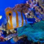 Genoa: Aquarium, Galata Museum and Submarine Entry Tickets - A Closer Look at What You Can Expect