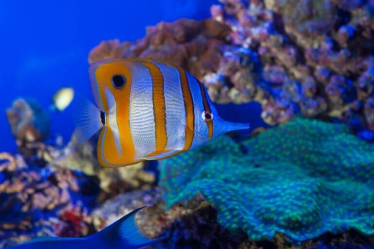 Genoa: Aquarium, Galata Museum and Submarine Entry Tickets - A Closer Look at What You Can Expect