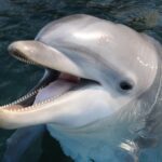 Genoa: Aquarium of Genoa & City of Children and Youth Ticket - A Closer Look at the Experience