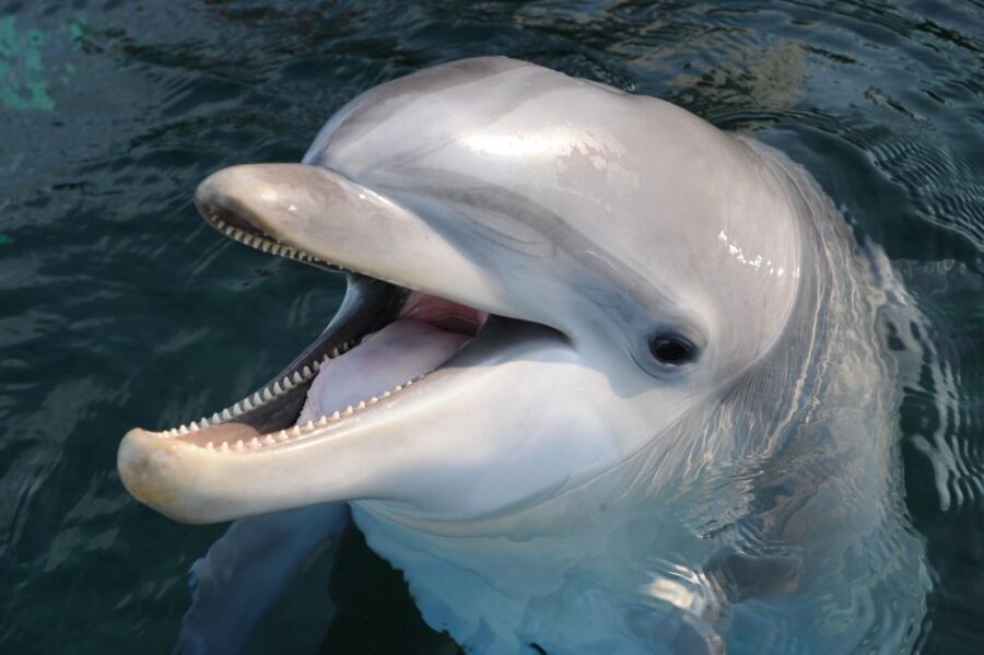 Genoa: Aquarium of Genoa & City of Children and Youth Ticket - A Closer Look at the Experience